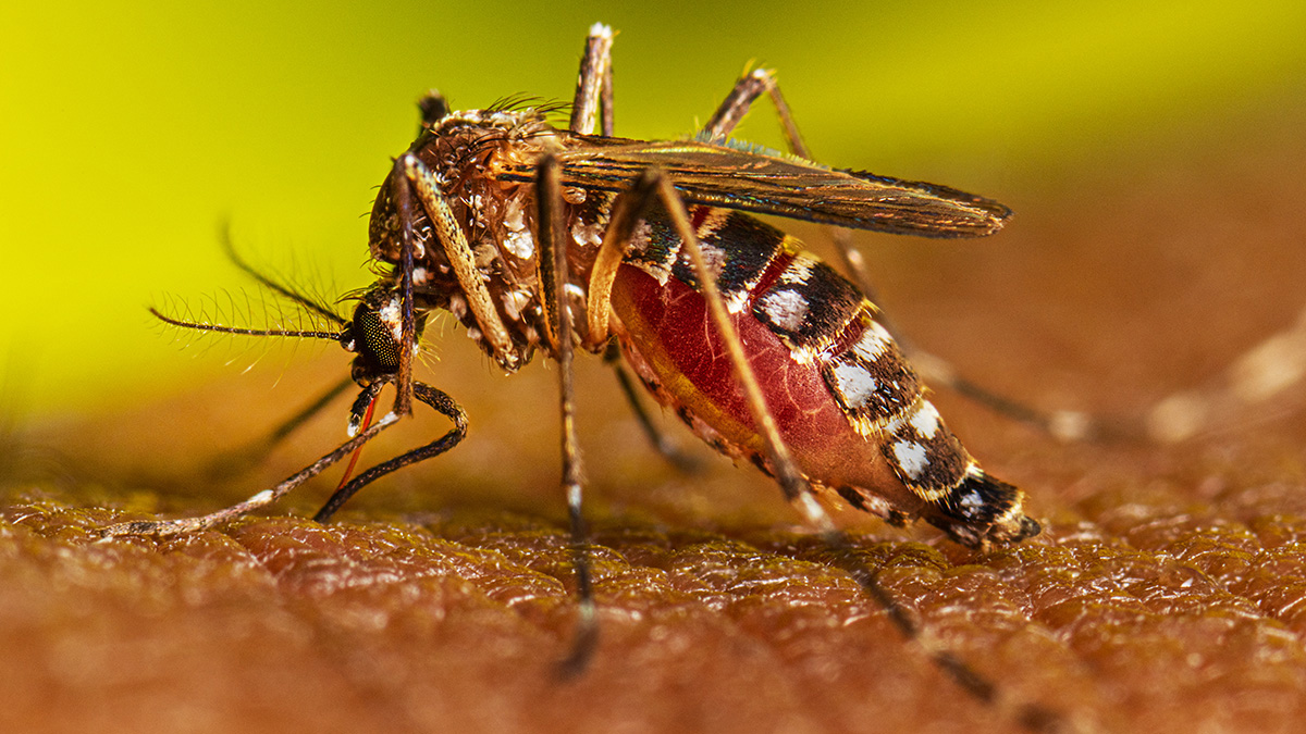 LVV7 Aedes aegypti Adult Feeding 2022 029