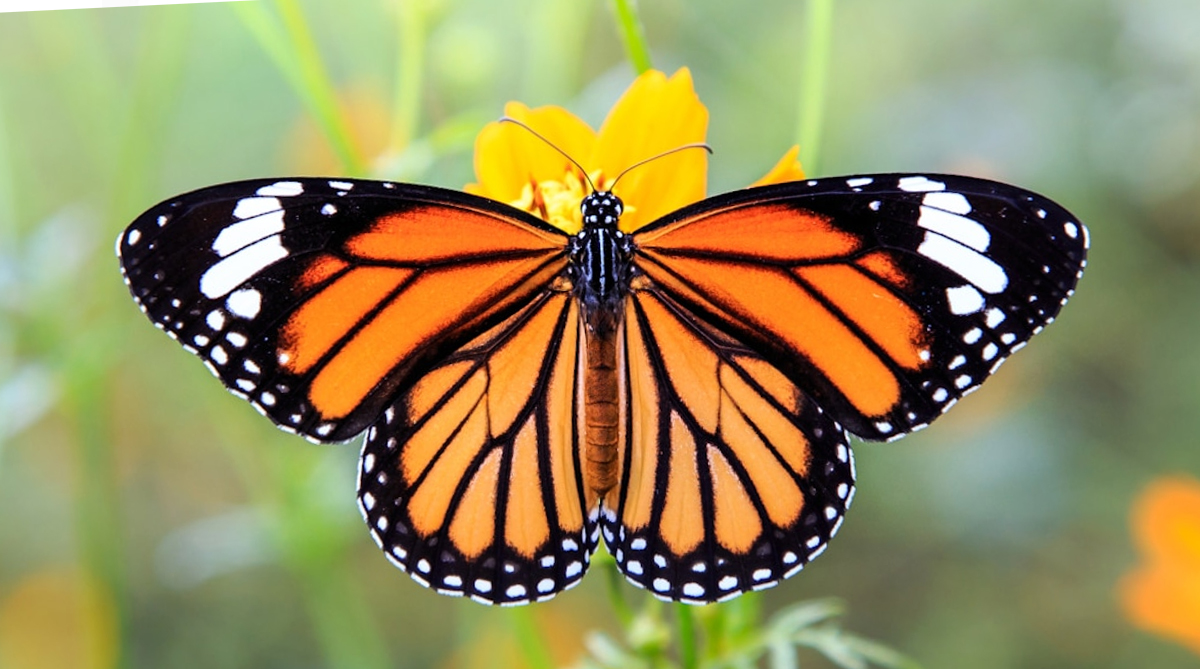 mariposa monarca el alma de los muertos