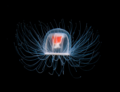 turritopsis nutricula medusa Custom