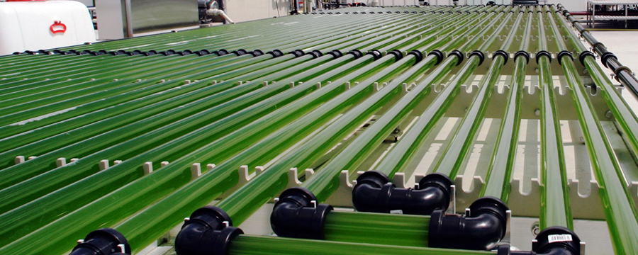 algae biofuel 900x360