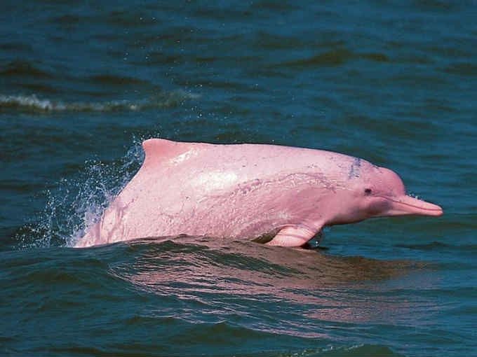 delfin rosa