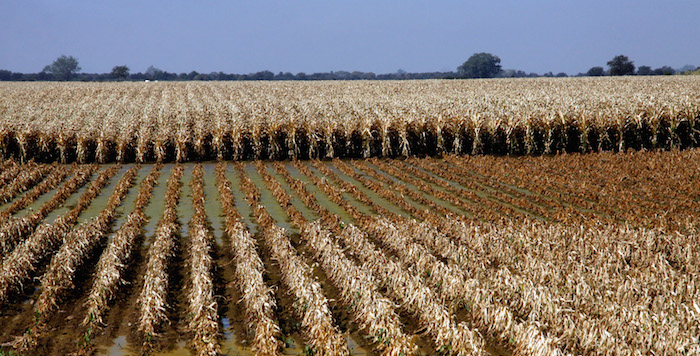 Campo maiz 1