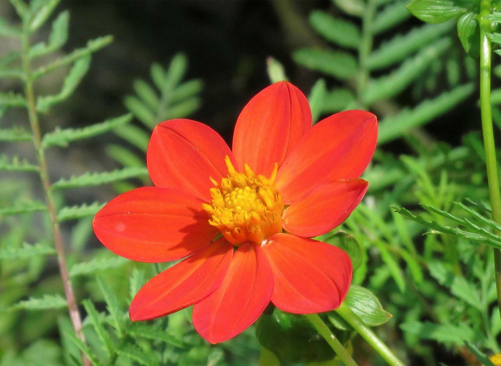 Dahlia coccinea