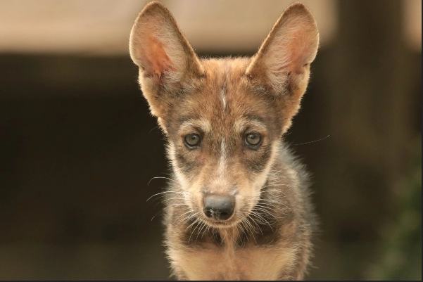 lobo