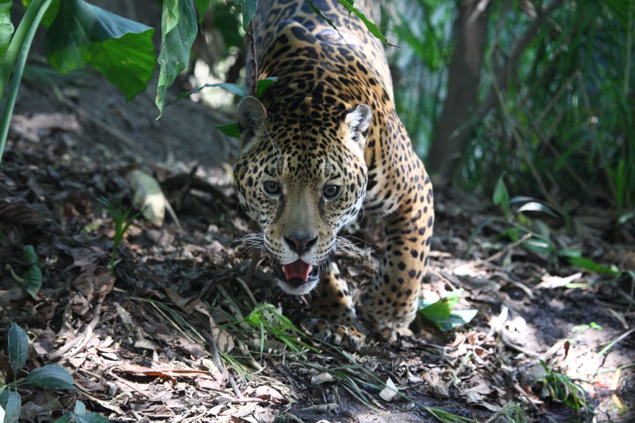 JAGUAR EN LIBERTAD