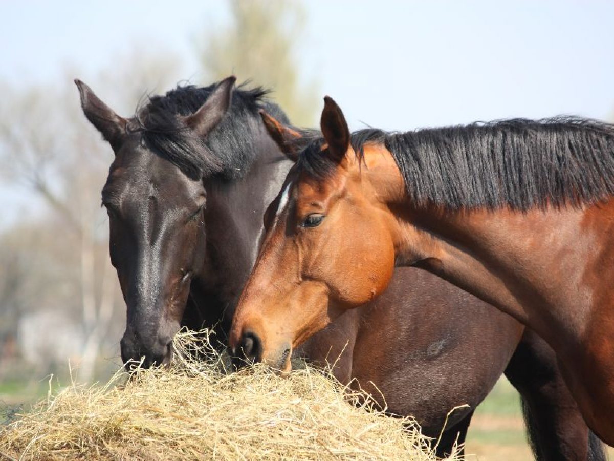 dos caballos comiendo heno 1200x900