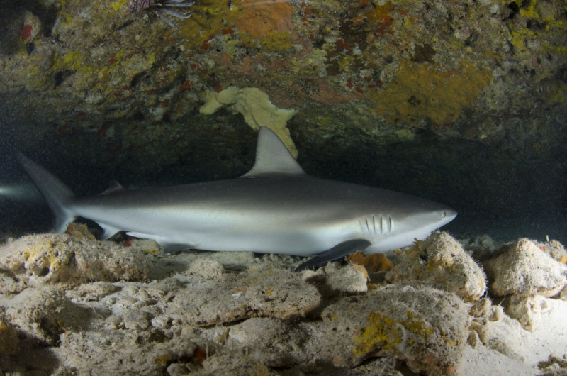 Cueva de los Tiburones Dormidos Isla Mujeres