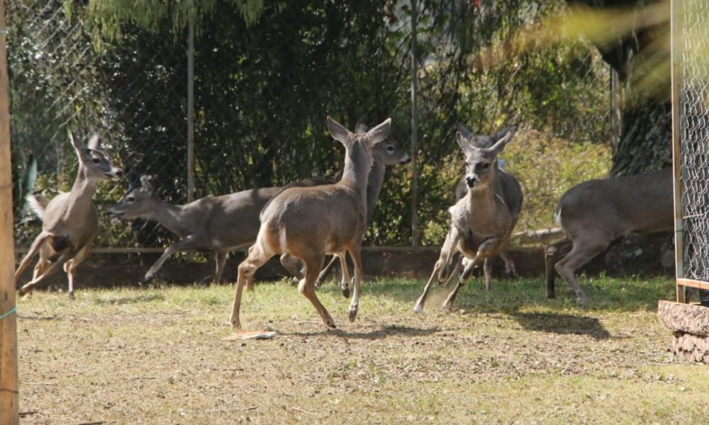 Faunsa Silvestre 1000x600