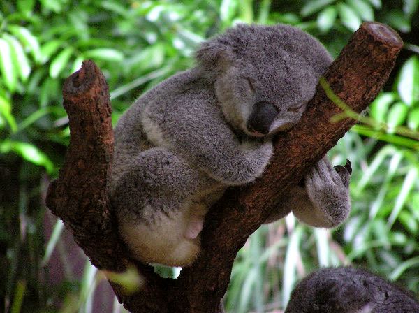 koala australia extintos