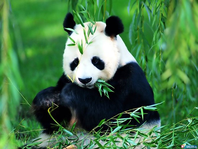 Oso panda