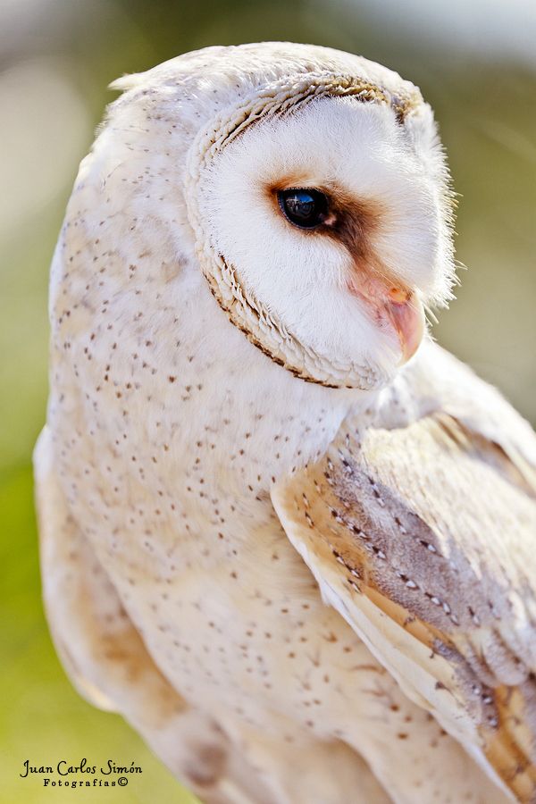 Pequeña y simpatica lechuza Comun by Juan Carlos Simón on 500px