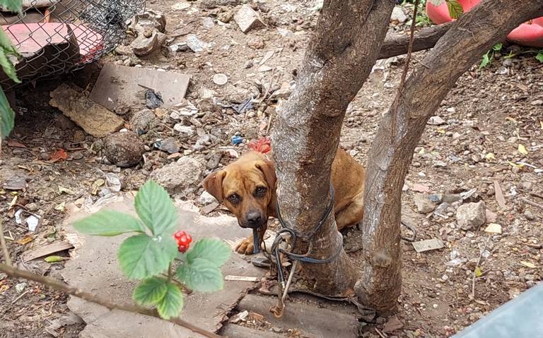 Perros abandonados en Chalco