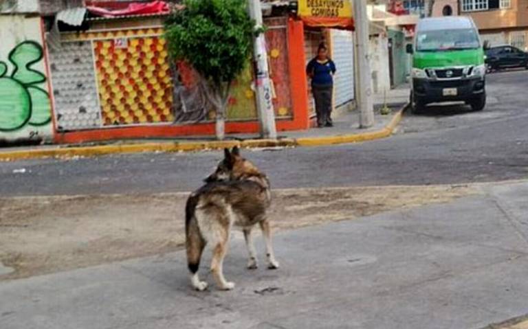 Policías y vecinos capturan a lobo que escapó del Zoológico de Aragón Video