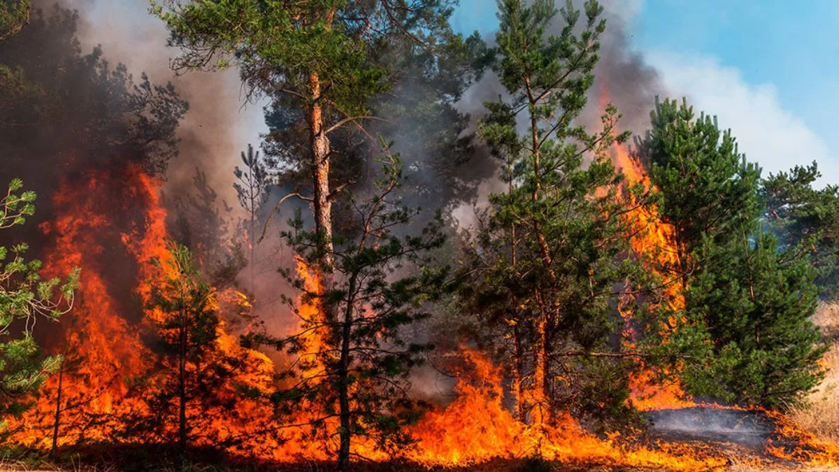 incendios activos mexico