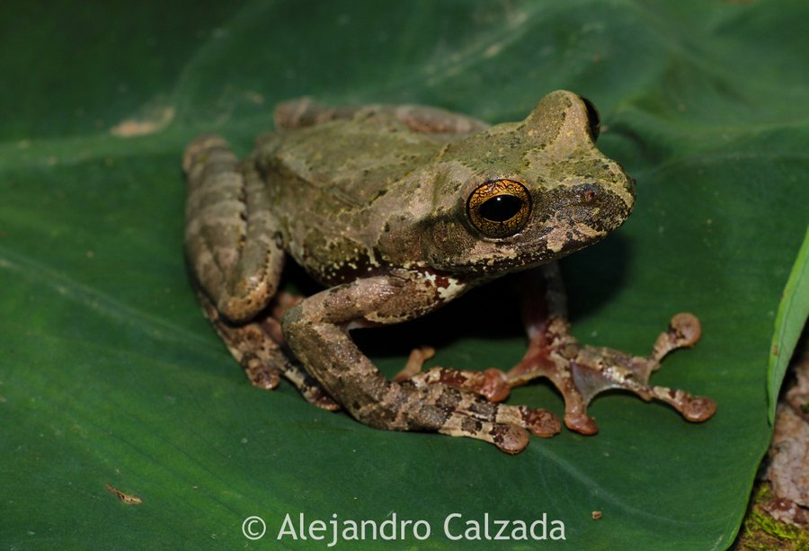 Los bosques de niebla de Oaxaca 