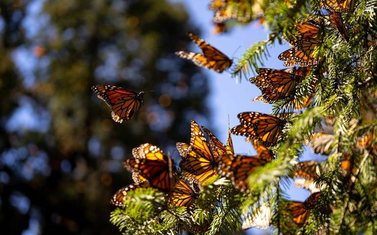 Aumento de presencia de mariposa Aumento de presencia de mariposa