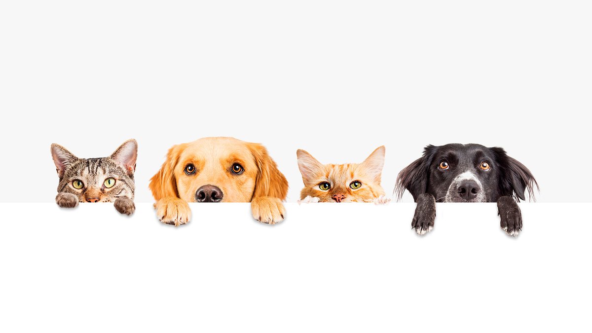 Beneficios de las mascotas https Beneficios de las mascotas https