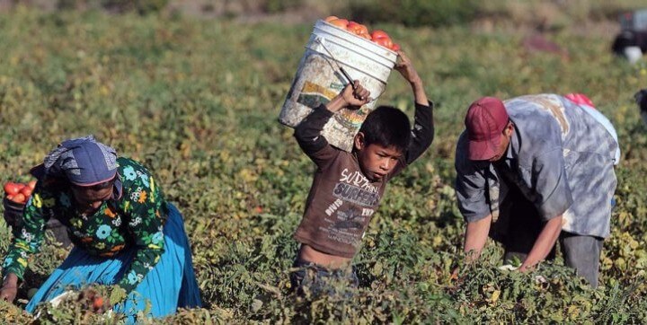 jornaleros de san quintin la jornada michoacan 0