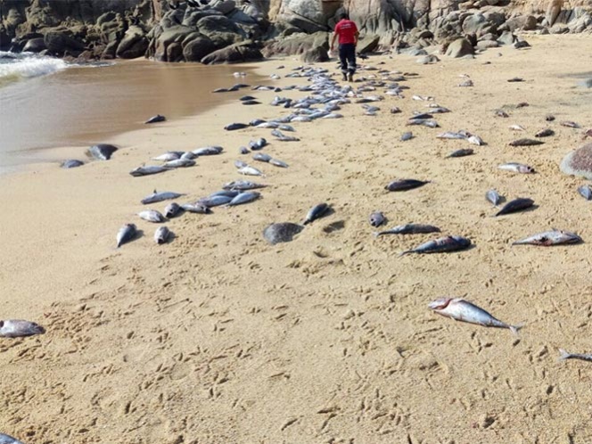 peces muertosenhuatulco