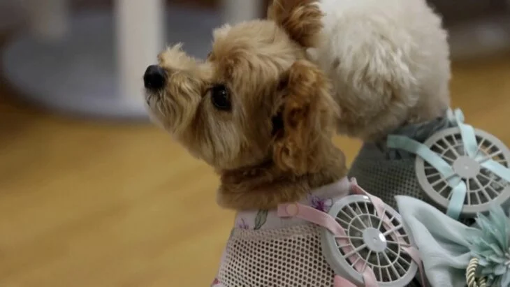 ropita de perritos ventilada